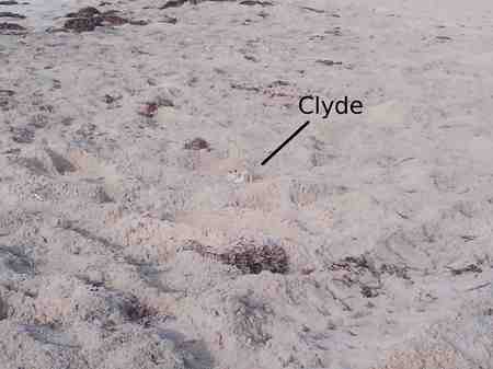 Clyde the Crab