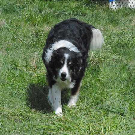 This friendly dog never barked once and was very easy going and loved attention.