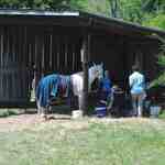 The Endurance Ride organizers take horse care seriously. This horse is receiving hydration from an enourmous IV bag.