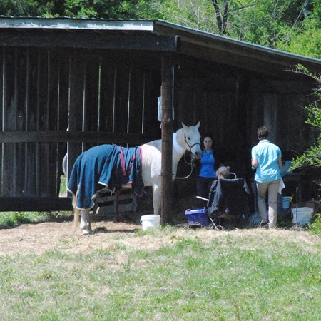 The Endurance Ride organizers take horse care seriously. This horse is receiving hydration from an enourmous IV bag.