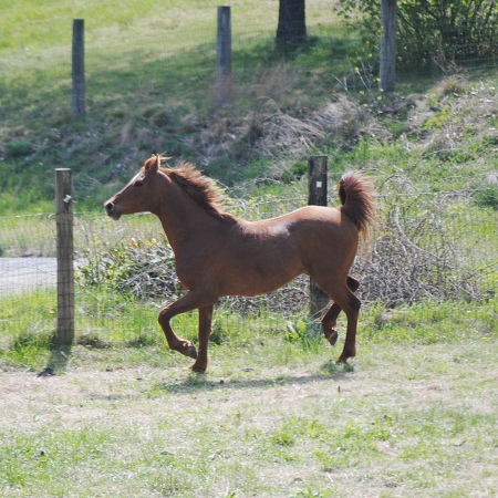 This beautiful horse pranced with confidence while staying in this paddock.